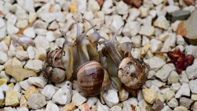 Garden snails engaged in mating behavior, forming pairs or groups while attached to each other under a light rain. Fascinating land snail interaction captured in the South of France.