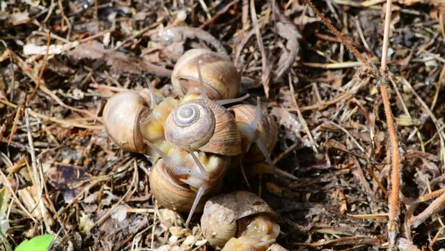 Land snails in the South of France engaging in fascinating mating behavior, forming pairs and groups while attached under light rain. Captivating snail interactions.