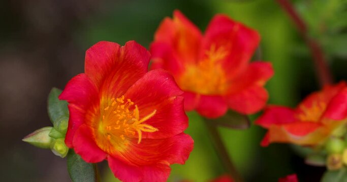 Flower.