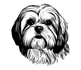 shih tzu puppy