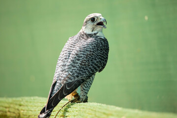Peregrine Falcon sitting in sanctuary 