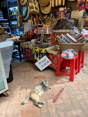 Cat relaxing in a local shop, Siem Reap, Cambodia