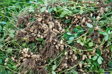 peanuts plants with roots plants harvest of peanut .