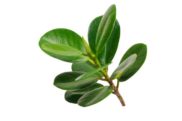 Rubber plant leaves on a white background