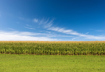 Corn field and green meadow against a clear blue sky with clouds, Austrian Alps, Tyrol state,...