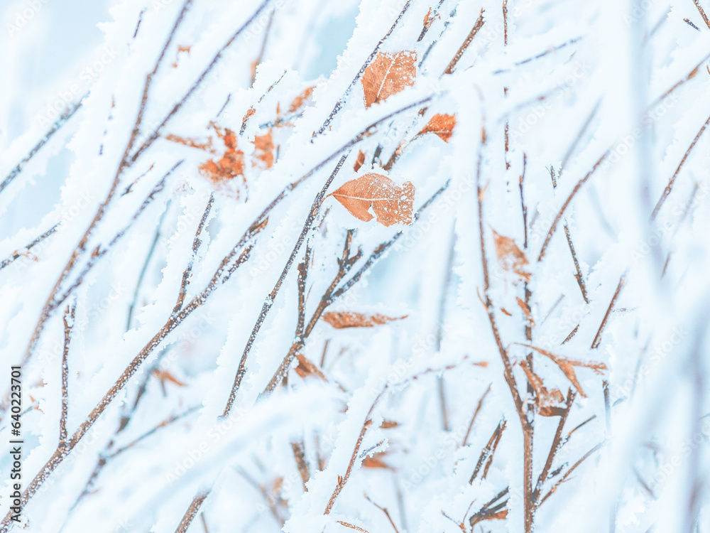 Wall mural snow and rime ice on the branches of bushes. beautiful winter background with twigs covered with hoa