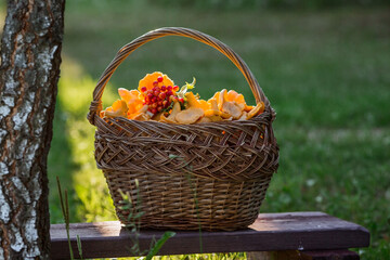 Fototapeta na wymiar Noble, edible chanterelle mushrooms. Yellow chanterelles in a beautiful wicker basket in a birch forest. Beautiful texture of nature background.