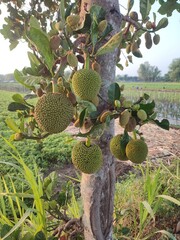 Jackfruit is the name of a type of tree, as well as its fruit, belonging to the Moraceae tribe...
