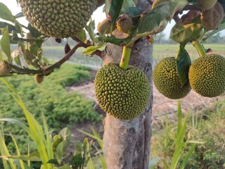 Jackfruit is the name of a type of tree, as well as its fruit, belonging to the Moraceae tribe...