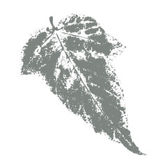 Leaf imprint isolated on white background. Vector monochrome botanical element.