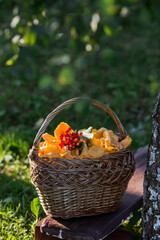 Fototapeta na wymiar Noble, edible chanterelle mushrooms. Yellow chanterelles in a beautiful wicker basket in a birch forest. Beautiful texture of nature background.