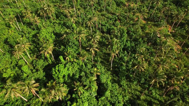 Drone footage of Jungle and nature feature in Philippines. Green forest and soemtimes blue water appears