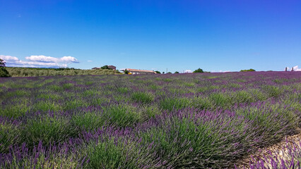 Blooming lavender field with purple rows of lavender, trees and clouds on the blue sky, Plateau de Valensole, Provence, Provence-Alpes-Cote d'Azur, France, Europe. Summertime on french countryside