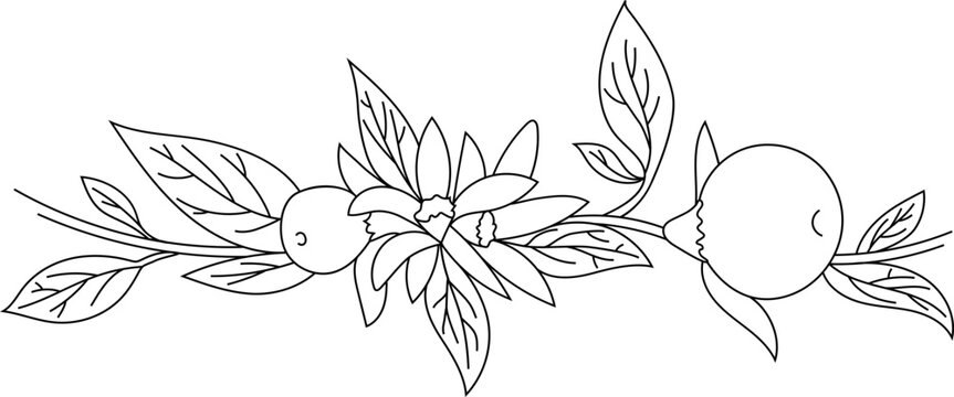 Orange Blossom Drawing Images – Browse 669,076 Stock Photos, Vectors, and  Video