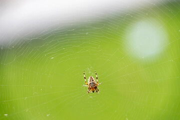 spider on web