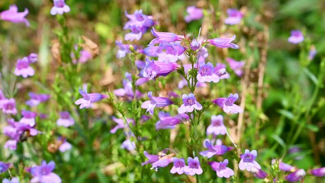 "Venus Penstemon" purple bell flowers. Summer floral background
