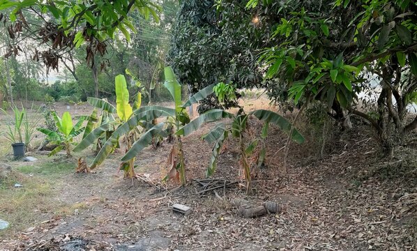 a photography of a bunch of bananas growing in a field, asiatic buffalo in a field with trees and dirt and a dirt path.