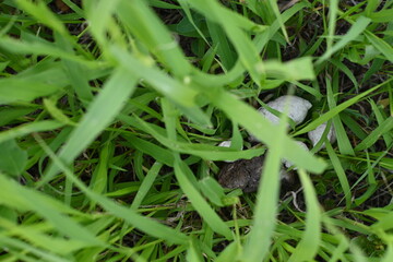 white dog poop in the grass, dog poop on the lawn, animal excrement in the city