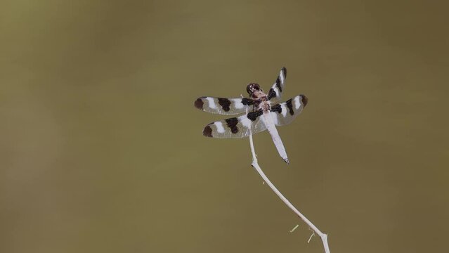 Twelve-spotted skimmer (Libellula pulchella)  on a stick until a Honey Bee chased him away. 