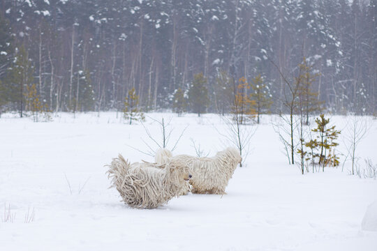 Walking in the snow in winter two dogs Komondor