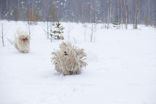White dogs of the Komondor breed run through the snow in the forest