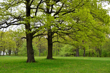 Obraz premium green oak trees with green grass in the forest isolated copy space 