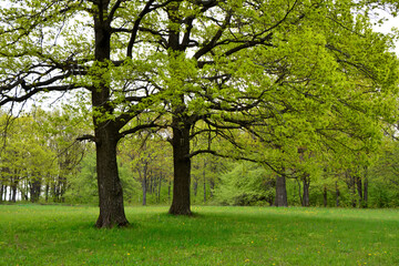 green oak trees with green grass in the forest isolated copy space  