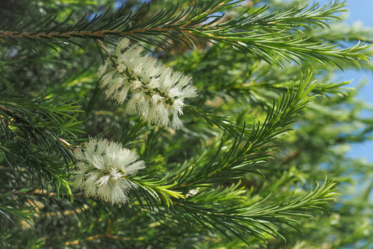White Melaleuca Armillaris flowers and green narrow leaves close up. Bracelet Honey Myrtle with cream-colored blossoms arranged in spikes with many stamens in the blurred background, Myrtaceae family.