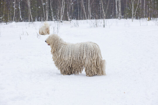 Komondor dogs walking in the woods in winter