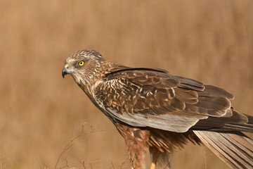 Rohrweihenmännchen Portrait
