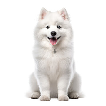 samoyed dog isolated on white