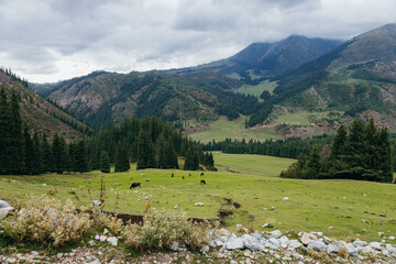 Fototapeta na wymiar landscape with cows in the mountains