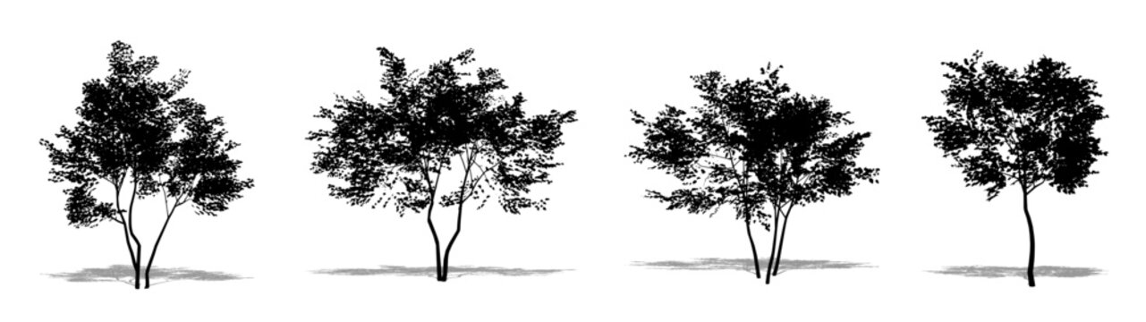 Set or collection of American Beech trees as a black silhouette on white background. Concept or conceptual vector for nature, planet, ecology and conservation, strength, endurance and  beauty