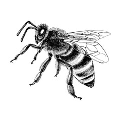 Hand drawn illustration of a honey bee