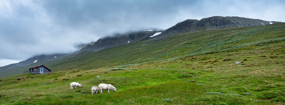sheep and hut in hallingskarvet national park of norway