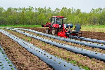 Tractor machine laying plastic mulching film in the field. Rows of strawberry on ground covered by...