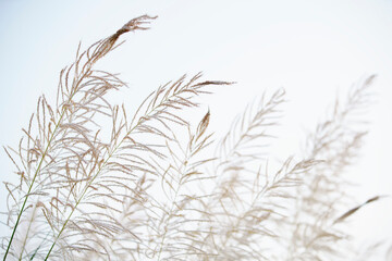 reeds flower