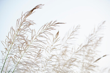 Fototapeta premium reeds flower