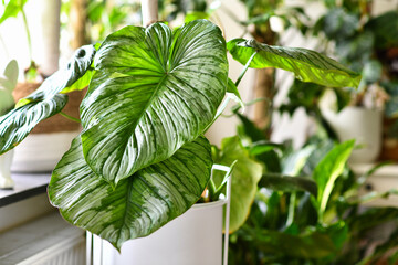 Tropical 'Philodendron Mamei' houseplant with silver pattern on large leaves