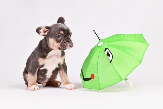 Blue Tan French Bulldog dog puppy with funny frog umbrella