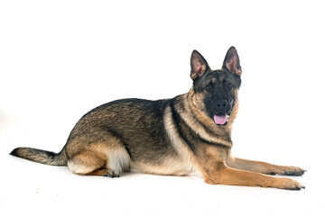 young german shepherd