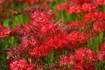 群生して咲く満開の彼岸花