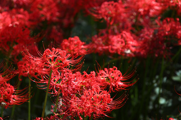 群生して咲く満開の彼岸花