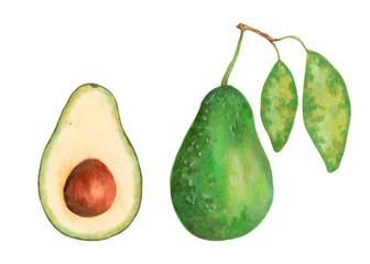 Avocado fruit.Whole and half with pit and avocado leaves.Vegan healthy nutritious food for packaging, design, decorative elements. World Vegetarian Day. Hand drawn isolated art.