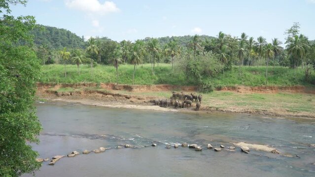 Herd of Young elephants fights against scorch temperature with dust bath on wide river banck. Sri Lankan elephant is a subspecies of the Asian elephant. 4K footage in Pinnawala Elephant Orphanage.