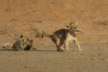 Fototapeta na wymiar Two lion cubs playing with a toy stone in the desert