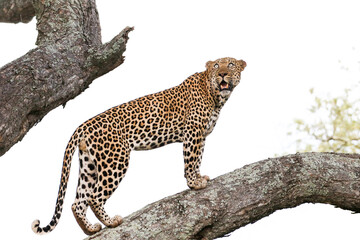 Leopard climbing a tree with white background