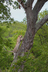 Leopard climbing a tree with forest background