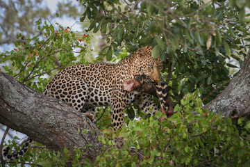 Leopard in a green tree moving a piece of zebra