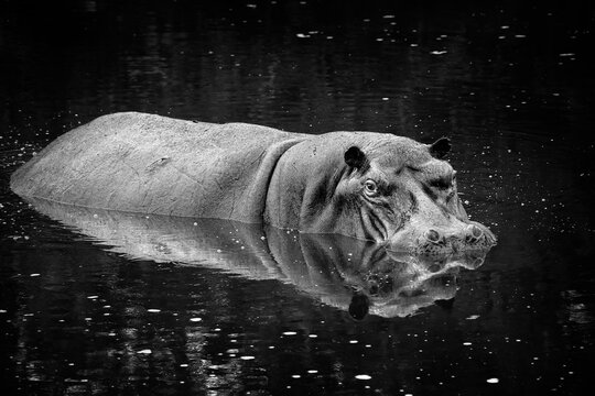 Large hippo lying in his territory with reflecion on the water